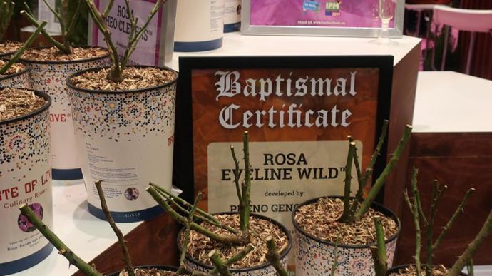 Les premiers cultivars de roses comestibles ont reçu l’appui de marraines et parrains célèbres en Europe : champion en glaces, chocolatière investie via la télévision... Les pots révèlent tout cela aux consommateurs. ©Odile Maillard